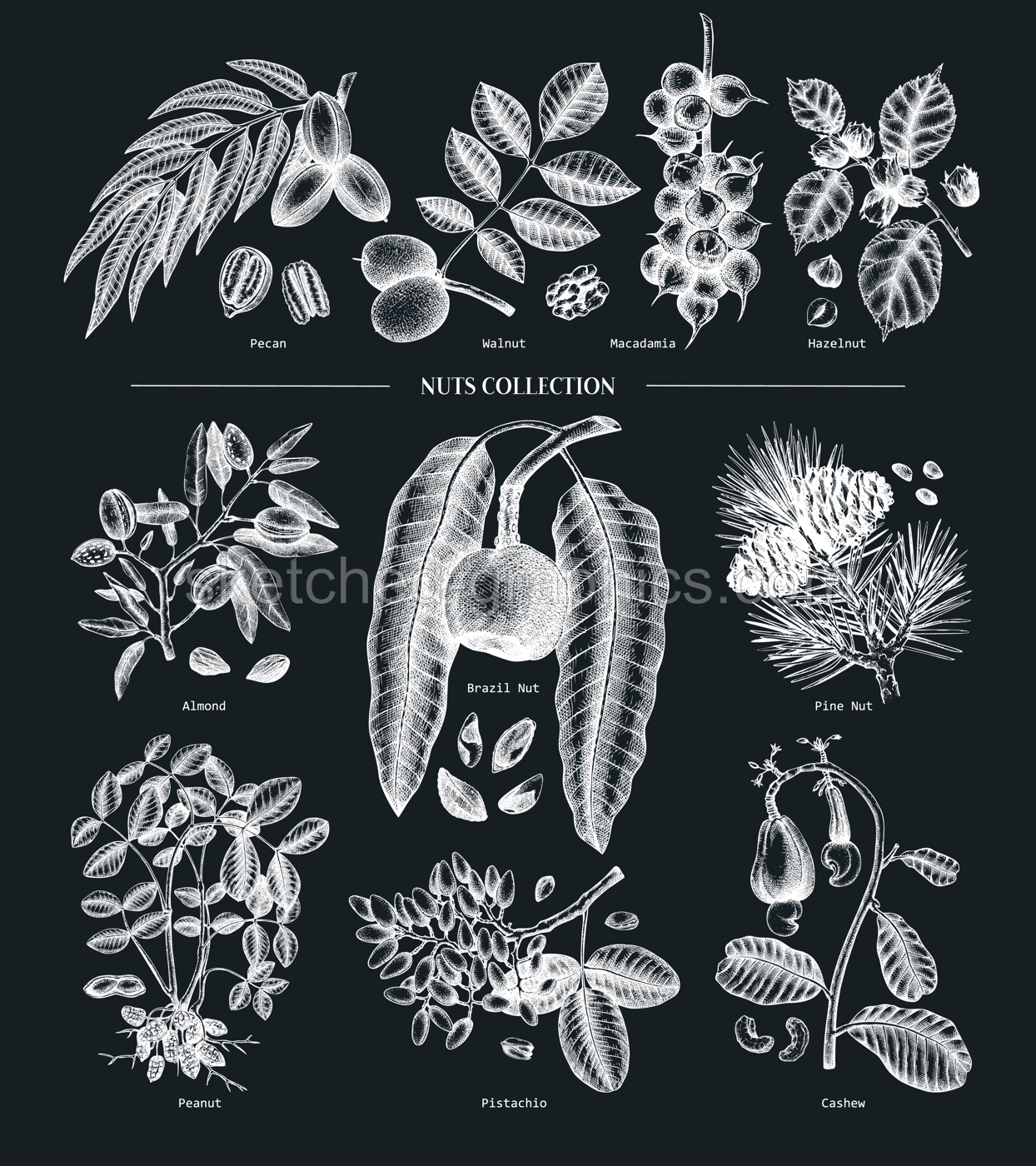Hand-sketched nut trees and plants. Botanical drawings on chalkboard. Vector nuts collection. Hand drawn pecan, macadamia, pine nuts, walnut, almond, pistachio, chestnut, peanut, brazil nut . Illustration